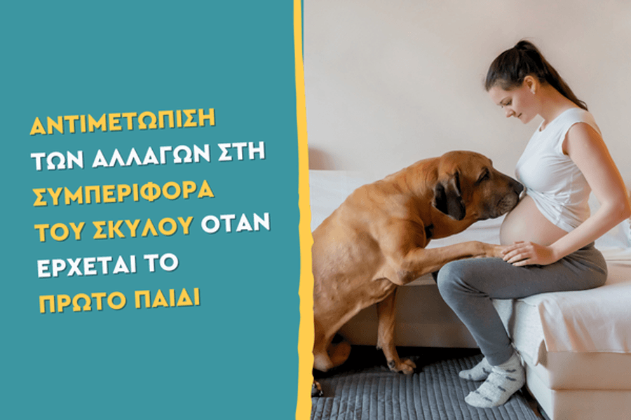 Αντιμετώπιση των αλλαγών στη συμπεριφορά του σκύλου όταν έρχεται το πρώτο παιδί